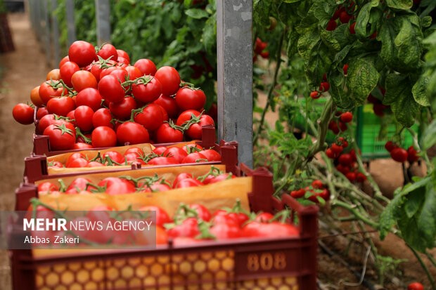 کاهش خطر ابتلا به سرطان پروستات با گوجه فرنگی پخته شده