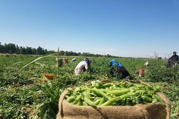 5 ماده غذایی گیاهی سرشار از آهن