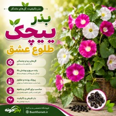 بذر پیچک طلوع عشق کمیاب