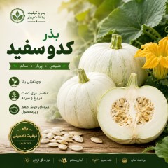 بذر کدو سفید